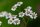 Sumpf-Schafgarbe (Achillea ptarmica) Samen