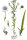 Sumpf-Schafgarbe (Achillea ptarmica) Samen