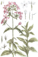 Gewöhnl. Seifenkraut (Saponaria officinalis) Samen