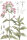 Gewöhnl. Seifenkraut (Saponaria officinalis) Samen