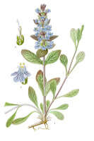 Kriechender Günsel (Ajuga reptans) Pflanze,...