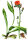 Orangerotes Habichtskraut (Hieracium aurantiacum) Samen