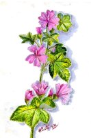 Wilde Malve (Malva sylvestris  ssp.mauritiana), Pflanze