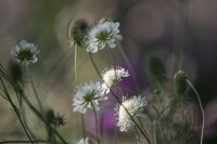 Gelbe Skabiose (Scabiosa ochroleuca) Samen