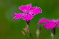 Heide-Nelke (Dianthus deltoides) Samen