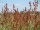 Kleiner Sauerampfer (Rumex acetosella) Pflanze