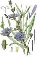 Gemeine Wegwarte (Cichorium intybus) Samen