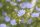 Gemeine Wegwarte (Cichorium intybus) Samen