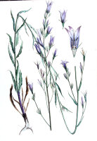 Rapunzel-Glockenblume (Campanula rapunculus), Samen