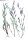 Rapunzel-Glockenblume (Campanula rapunculus), Samen