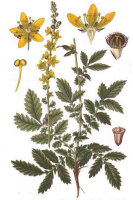 Gewöhnl. Odermennig (Agrimonia eupatoria), Samen
