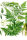 Wiesenkerbel (Anthriscus sylvestris) Samen