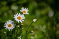 Wiesenmargerite (Leucanthemum vulgare), Samen