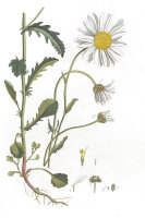 Wiesenmargerite (Leucanthemum vulgare), Samen