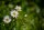 Wiesenmargerite (Leucanthemum vulgare), Samen