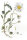 Wiesenmargerite (Leucanthemum vulgare), Samen
