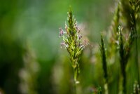 Gewöhnliches Ruchgras (Anthoxanthum odoratum), Pflanze