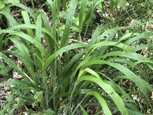 Wald-Zwenke (Brachypodium sylvaticum), Pflanze