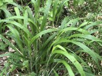 Wald-Zwenke (Brachypodium sylvaticum), Pflanze