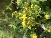 geflügeltes Johanniskraut, Flügel-Hartheu...