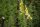 Großblütiger Fingerhut (Digitalis grandiflora), Pflanze