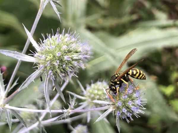 Flachblatt-Mannstreu (Eryngium planum), Pflanze
