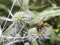 Flachblatt-Mannstreu (Eryngium planum), Pflanze