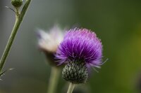 graue Kratzdistel (Cirsium canum)