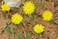 Kleines Habichtskraut, Mausohr-Habichtskraut (Hieracium...