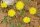 Kleines Habichtskraut, Mausohr-Habichtskraut (Hieracium pilosella), Samen