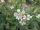 Steinbrechfelsennelke (Petrorhagia saxifraga), Samen