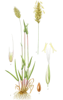 Gewöhnliches Ruchgras (Anthoxanthum odoratum), Samen