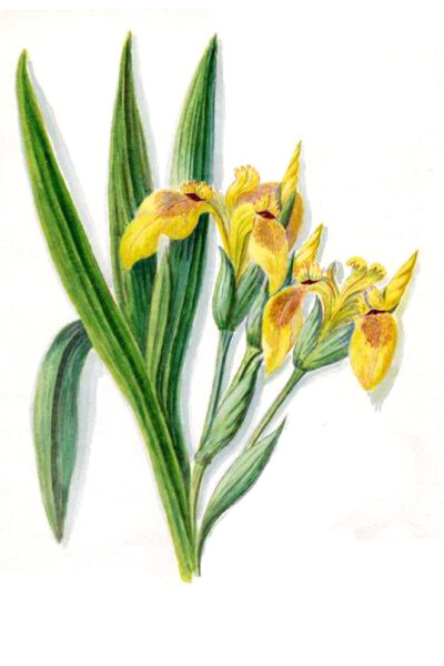 Gelbe Sumpfschwertlilie (Iris pseudacorus), Samen