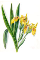 Gelbe Sumpfschwertlilie (Iris pseudacorus), Samen