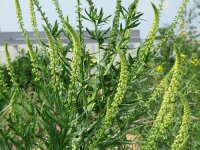 Färber-Resede, Färber-Wau (Reseda luteola),...