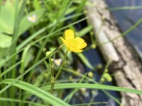 Brennender Hahnenfuß (Ranunculus flammula), Pflanze