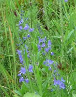 Großer Ehrenpreis (Veronica teucrium), Pflanze