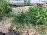Schaf-Schwingel (Festuca ovina), Pflanze