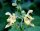 Klebriger Salbei (Salvia glutinosa), Pflanze