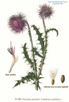 Nickende Distel (Carduus nutans), Samen