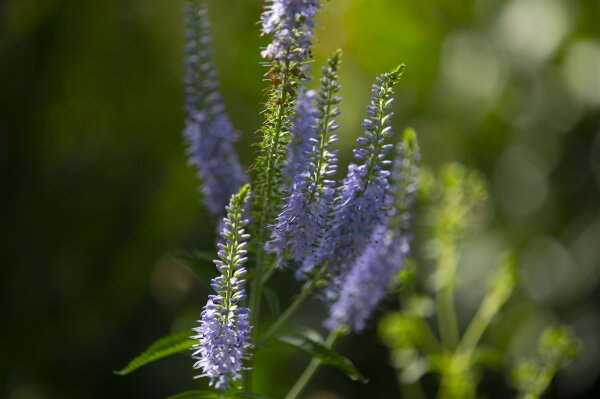 Langblättriger Blauweiderich (Pseudolysimachion longifolium x spicata), Samen