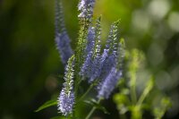 Langblättriger Blauweiderich (Pseudolysimachion...