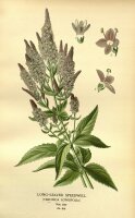 Langblättriger Blauweiderich (Pseudolysimachion...