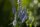 Langblättriger Blauweiderich (Pseudolysimachion longifolium x spicata), Samen