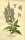 Langblättriger Blauweiderich (Pseudolysimachion longifolium x spicata), Samen