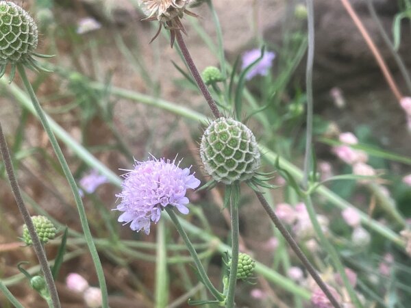 südliche Skabiose (Scabiosa triandra), Samen