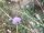 südliche Skabiose (Scabiosa triandra), Samen