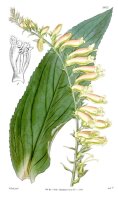 Gelber Fingerhut (Digitalis lutea), Pflanze