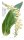 Gelber Fingerhut (Digitalis lutea), Pflanze