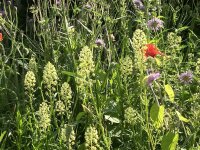 Gelbe Resede, Gelber Wau (Reseda lutea), Samen